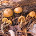 Galerina marginata 'Deadly Galerina'